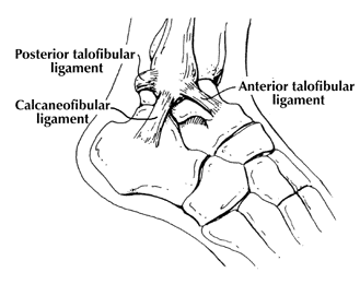 ankle.gif (10595 bytes)