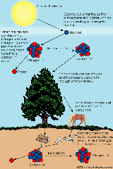 carbon-14.gif (7948 bytes)