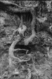 yanyang.jpg (16415 bytes)